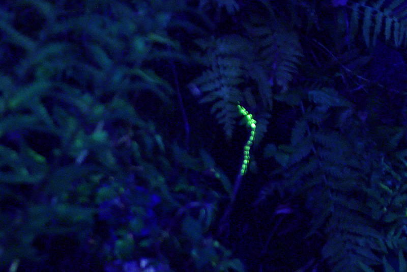 発光するゲンジボタルの幼虫