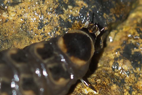 ゲンジボタル幼虫の頭部拡大写真