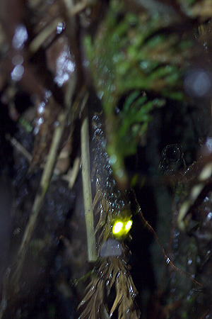 発光しながら上陸するゲンジボタルの幼虫