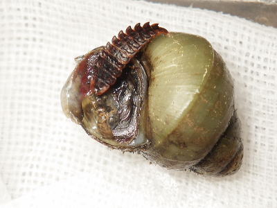 タニシを食べるヒメボタルの幼虫