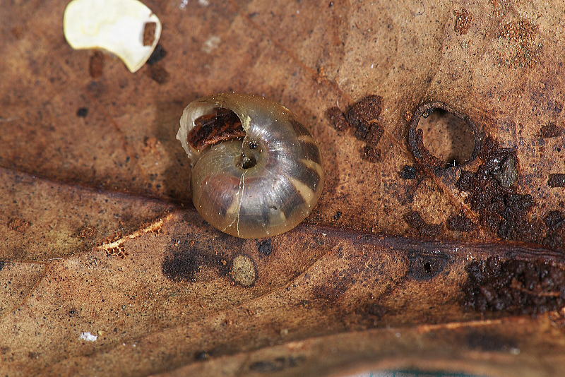 かたつむりを食べるヒメボタルの幼虫